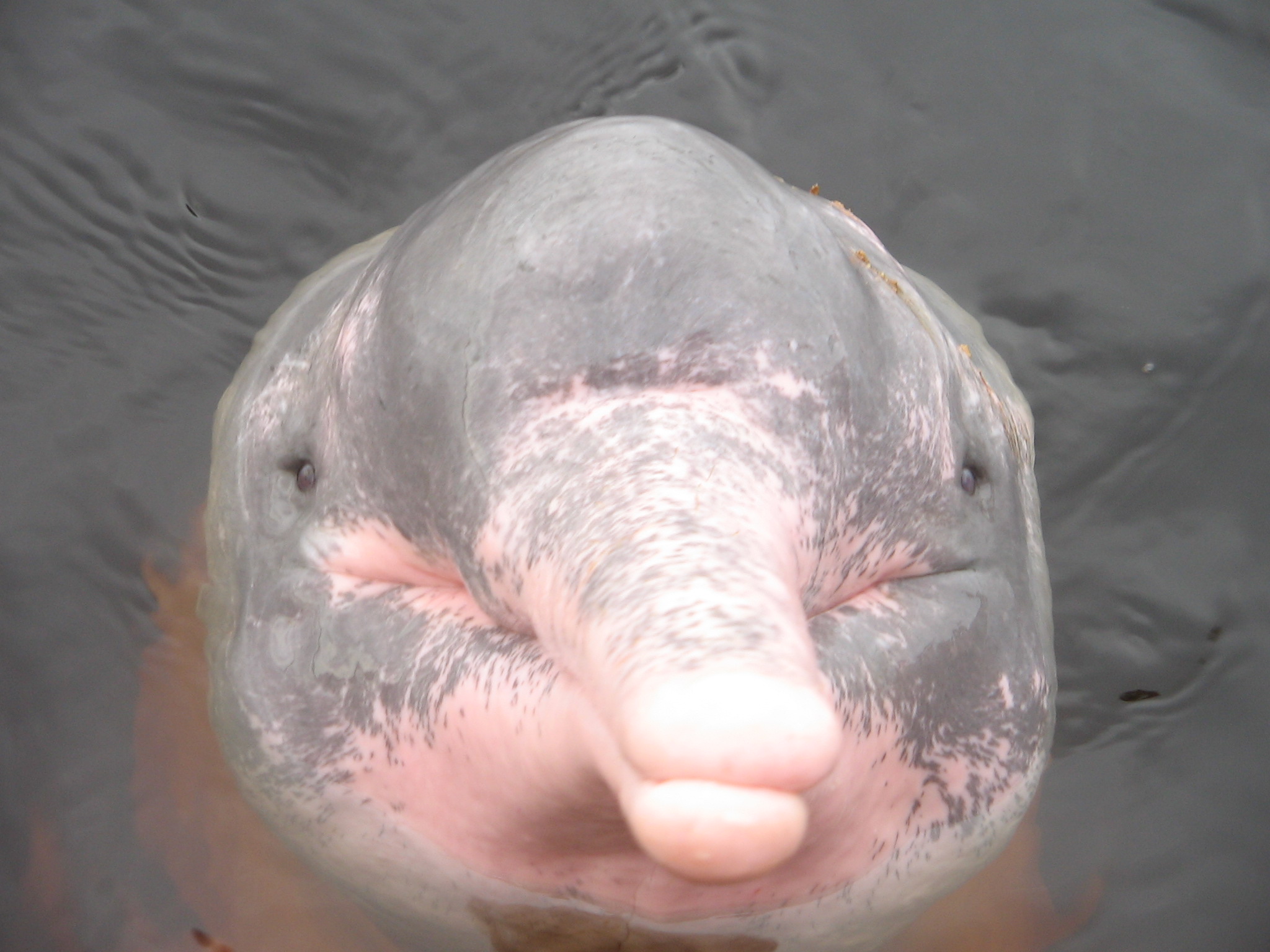 Ugly Dolphin